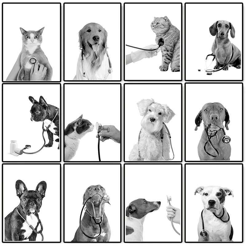 Pôster de Veterinário com Cães - Stethoscope avaliação e preço